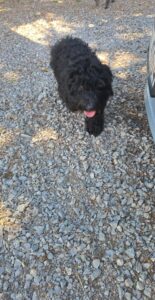 Puli-pups, rescuehonden – foto 6