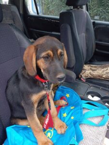 Star, rescuehond – foto 11