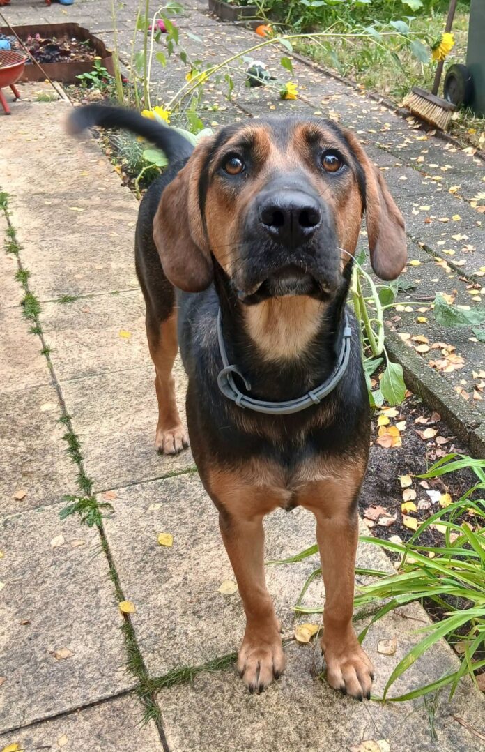 Star, rescuehond voor opvang of adoptie