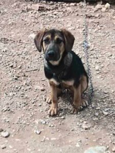 Star, rescuehond – foto 7