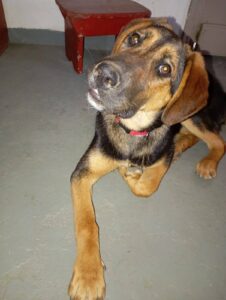 Star, rescuehond – foto 6