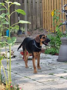 Star, rescuehond – foto 5