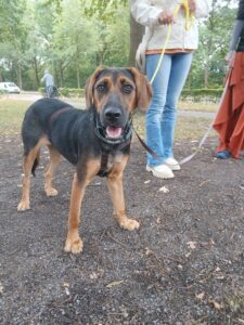 Star, rescuehond bij New Life for Animals