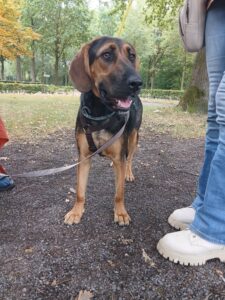 Star, rescuehond – foto 2