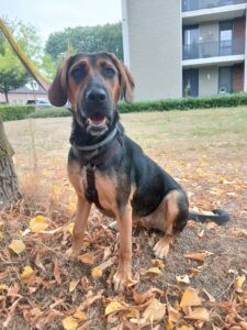 Star, rescuehond – foto 3