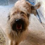 Lady, rescuehond – foto 2