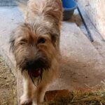 Lady, rescuehond bij New Life for Animals