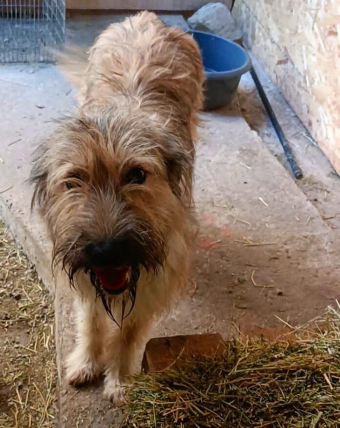 Lady, rescuehond voor opvang of adoptie