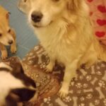 Pepper, rescuehond – foto 2