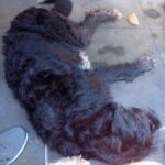 Indy, rescuehond – foto 6