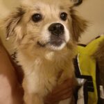 Pepper, rescuehond bij New Life for Animals