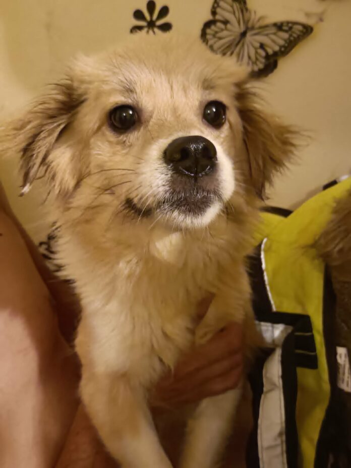 Pepper, geadopteerde rescuehond