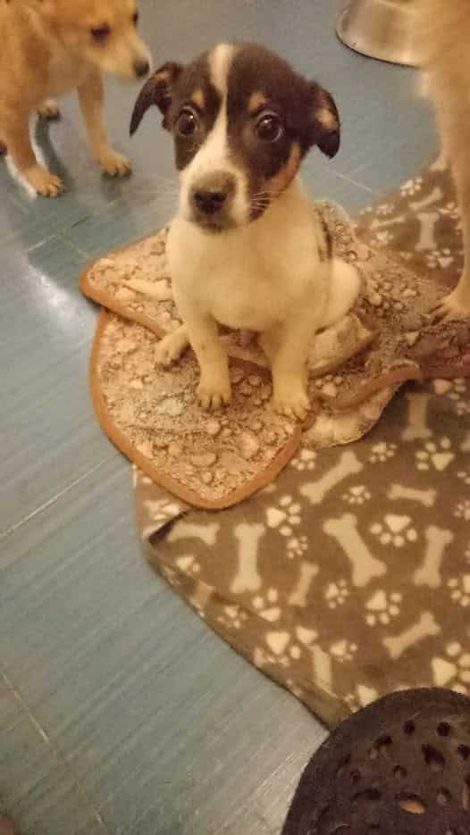 Pasta, rescuehond binnenkort beschikbaar voor adoptie