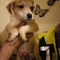 Percy, rescuehond – foto 2