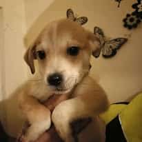 Percy, rescuehond – foto 3