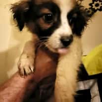 Pongo, rescuehond bij New Life for Animals
