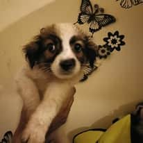 Pongo, rescuehond – foto 2