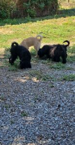 Puli-pups, rescuehonden – foto 4